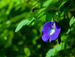 Ini Beragam Manfaat Bunga Telang yang Perlu Kamu Tahu